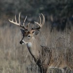 Deer 06 174