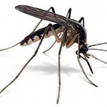 mosquito[1]