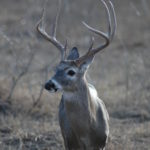 TX Deer 06 274