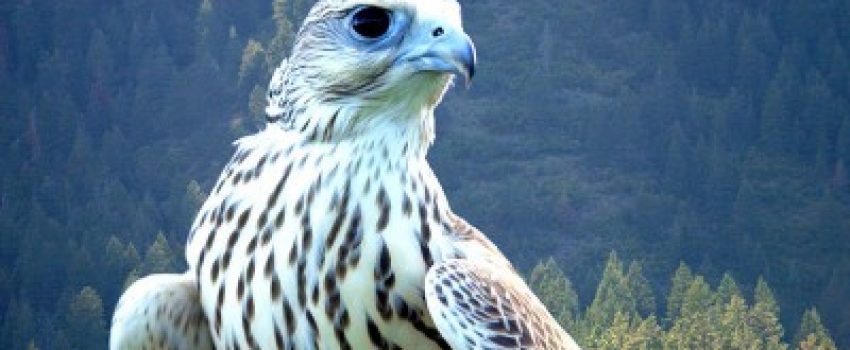 011falcon-400x267[1]