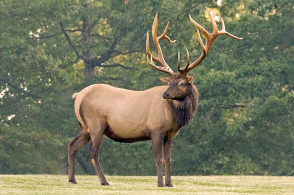 Are elk coming to West Virginia?  The Rocky Mountain Elk Foundation is promoting the idea.