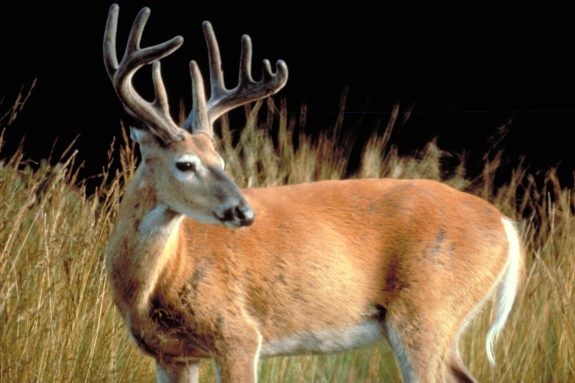 105whitetaildeerepausepa