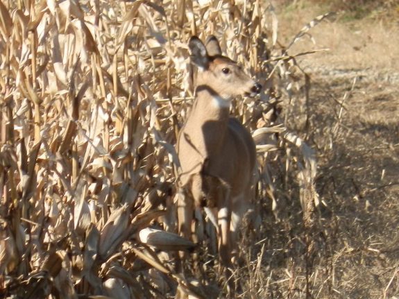 11025791_878947862167601_549829159658982071_n