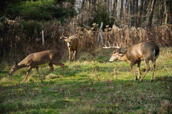 13alsheimer00033328dsc6399