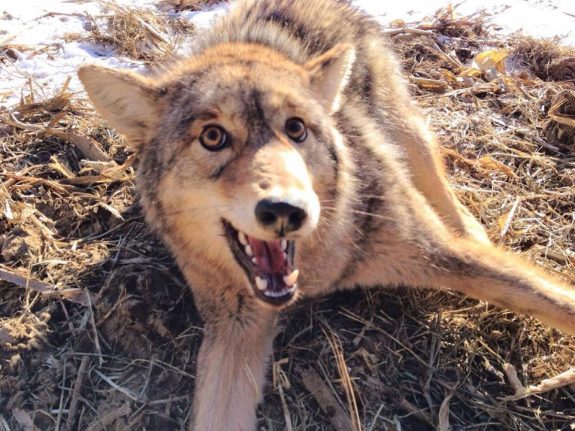 1781953_792458114115862_2112945669_n