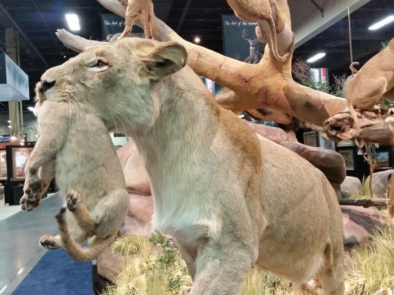 This unique lion and cub mount was a real eye-catcher.  Cubs were still-born from captive animals.