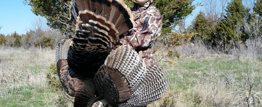 Harvested Wild Turkey in the Field