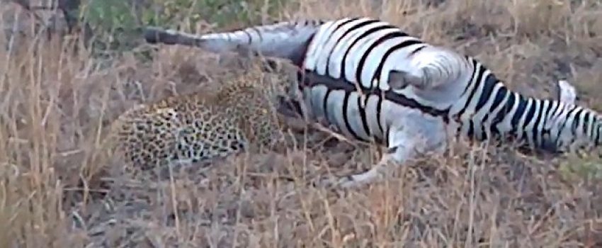 A leopard finds a dead zebra and gets a free lunch with consequences.
