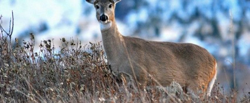 A recent study found that feral cats spread disease to whitetail deer.