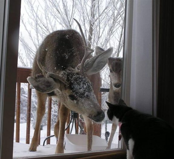 5_Deer-and-Cat-730667_0