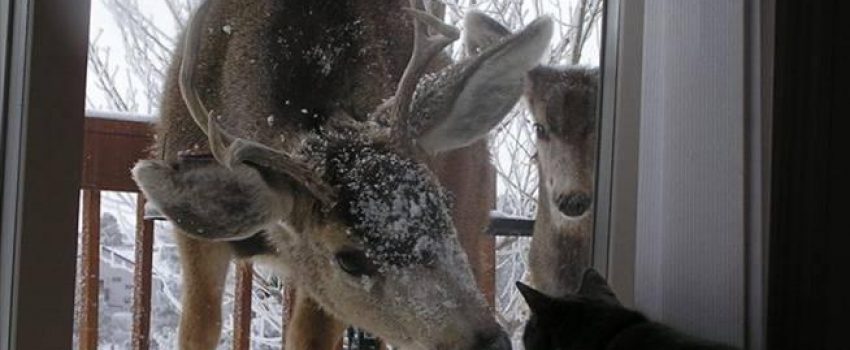 5_Deer-and-Cat-730667_0