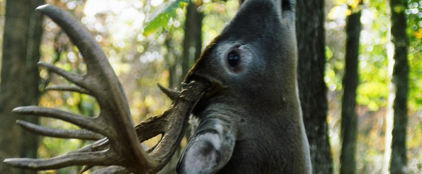 This new scent from ScentBlocker attracts and calms deer.