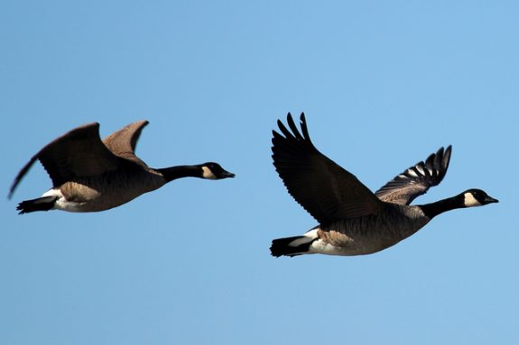 Pennsylvania offers great late-season duck and goose hunting.