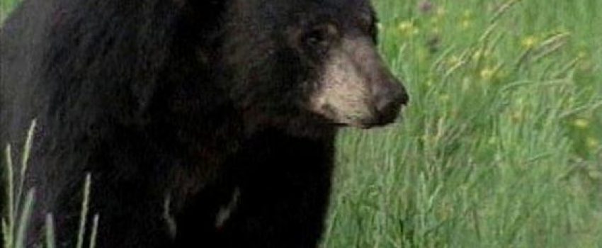 West Virginia has a large black bear population and plenty of public land to hunt them.