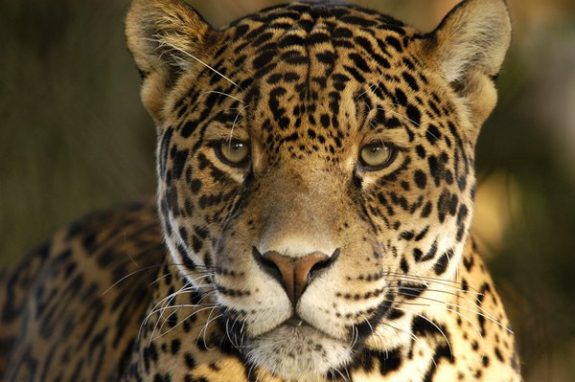 African_Leopard_3_by_shaunthorpe