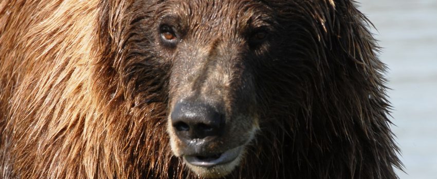 Help open grizzly hunting in Montana.