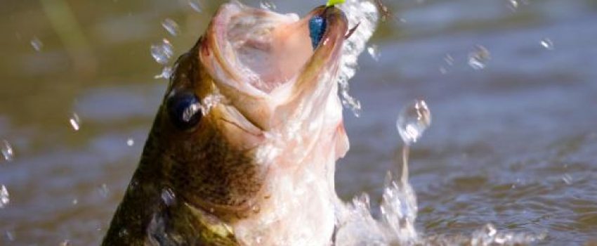 Bass