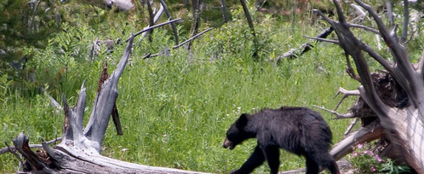 Black Bear Photo by Charles (Chuck) Peterson - Creative Commons