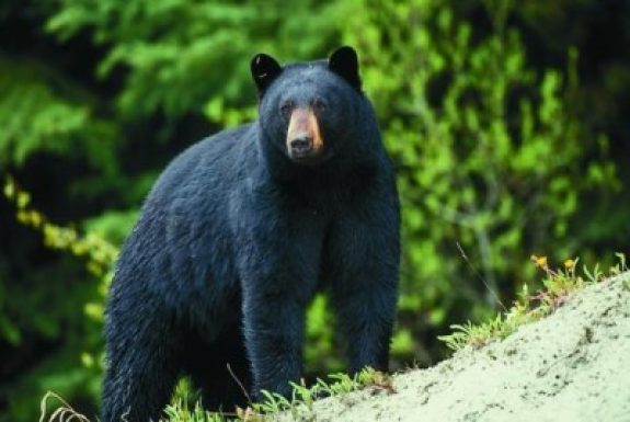 Black-Bear-Photo-by-Missouri-department-of-Conservation-e1384482823456