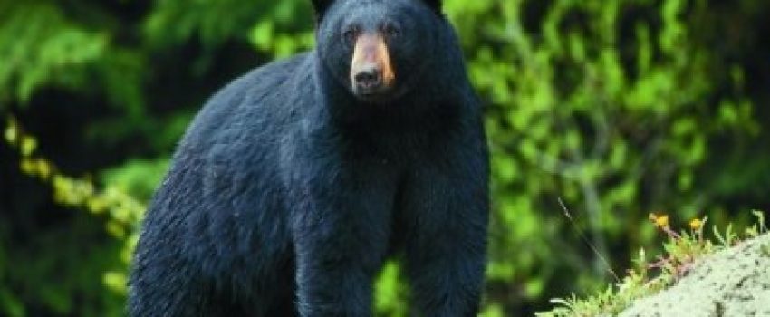 Black-Bear-Photo-by-Missouri-department-of-Conservation-e1384482823456