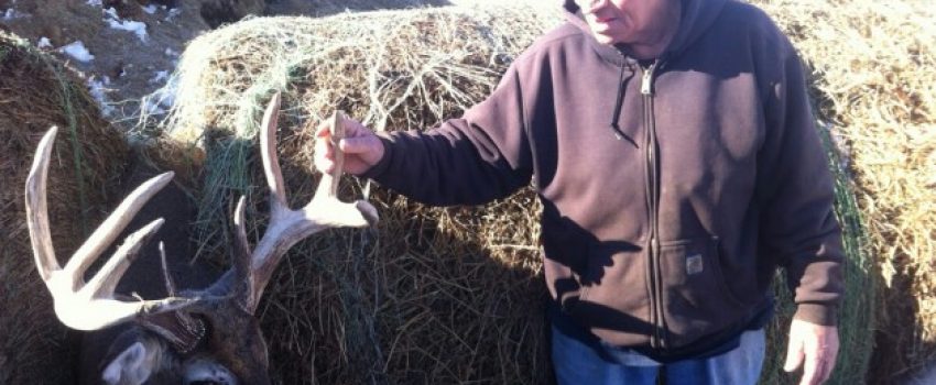 Buck-in-Bales-630x470