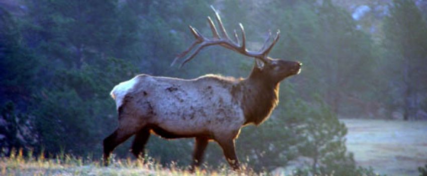 Bull_Elk_in_Wind_Cave Photo by National Parks Service