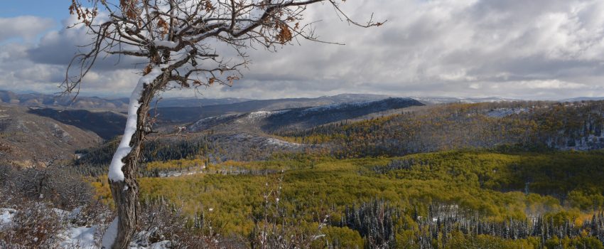 CO Rifle Elk 2013 005