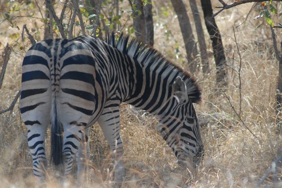 Caracal Safari 1 104