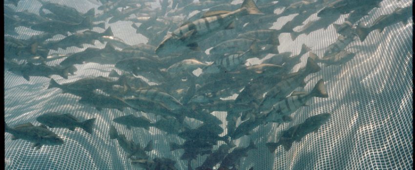 Catalina Island White Seabass juveniles