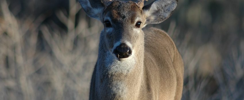 Fooling the nose of a whitetail buck is the mission of Ozonics.