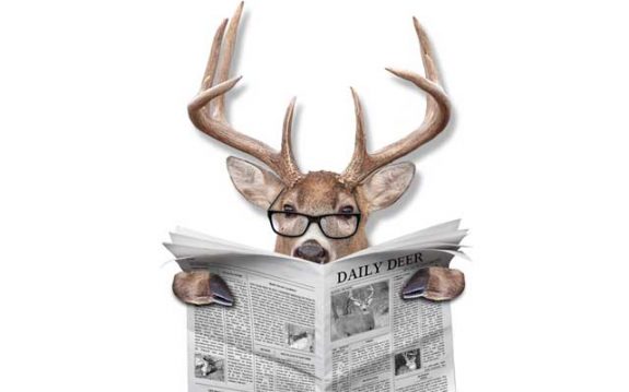 Whitetail deer have jumped into horse races and seem to want in on the action.