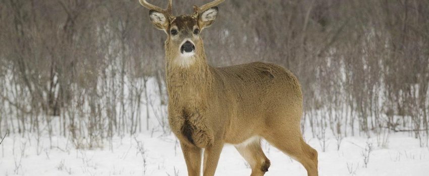 Can cigarette smoke act as a cover scent.  This archers says "Yes."