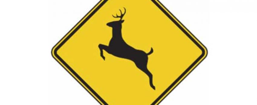 Deer/vehicle collisions increase dramatically at this time of year.  Here's how to avoid this tragedy.