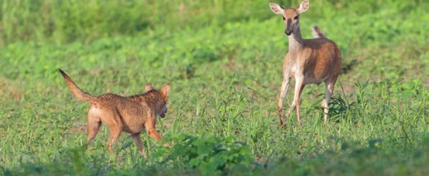Deer_Coyote_100714_9T8T3380-Edit