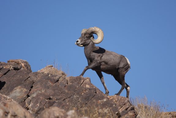 Desert_Bighorn_Sheep_Joshua_Tree_3[1]