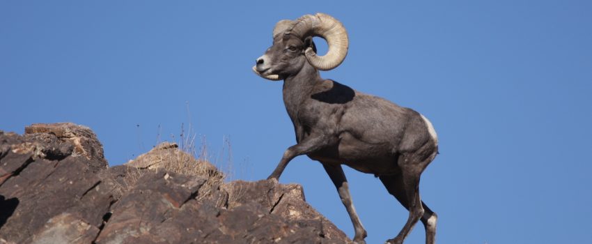 Desert_Bighorn_Sheep_Joshua_Tree_3[1]