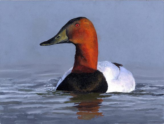 Federal Junior Duck Stamp Art by Madison Grimm Courtesy of USFWS