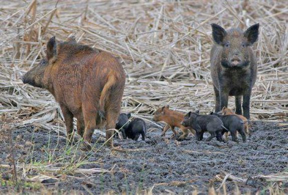 Feral pigs Photo by Thomas Cornelissen