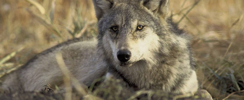 Gray_Wolf Photo by John and Karen Hollingsworth Courtesy of USFWS