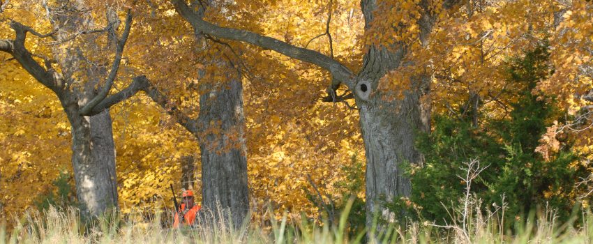 Illinois Deer 08 049