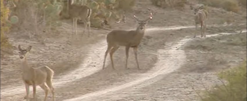 5 Bucks 5 Neck Shots