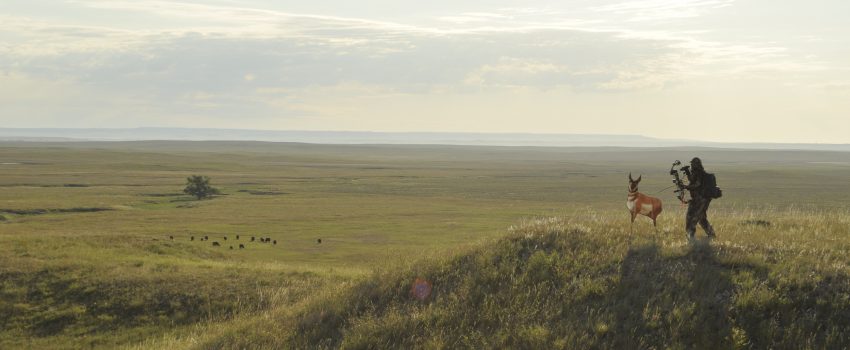 Montana Antelope 174