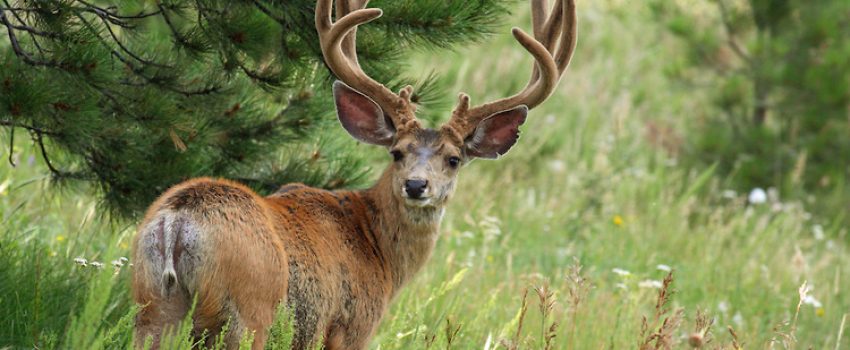 If you love antlers, check out this hunt for a mule deer over 200 inches.