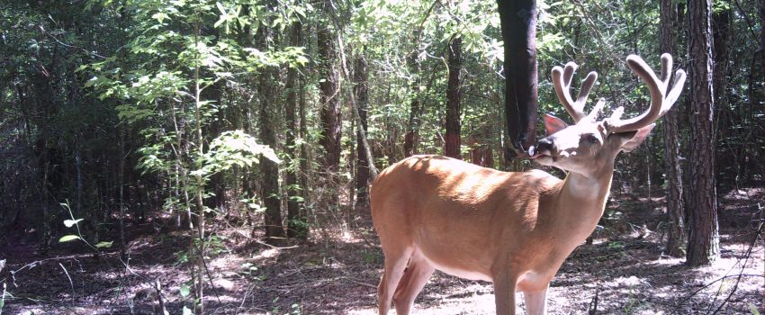 SWP251-372-256-443-0c056-E0