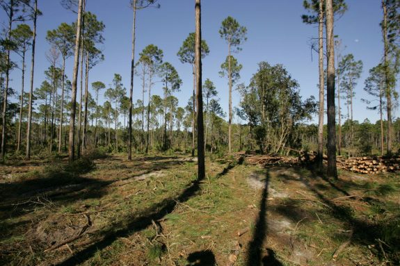 Pine_forest Photo by Steve Hillebrand Courtesy of USFWS