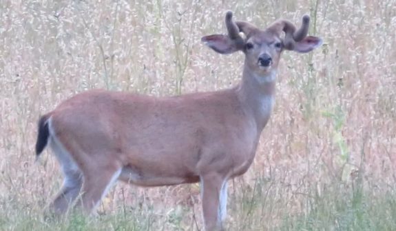 A very unique whitetail deer.