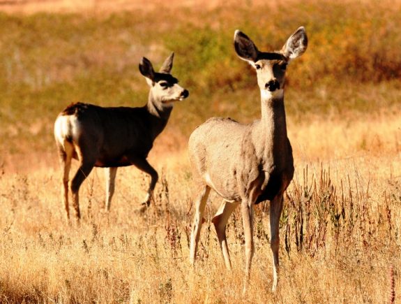 Watch what happens when a pack of coyotes attacks a mule deer doe and fawn.