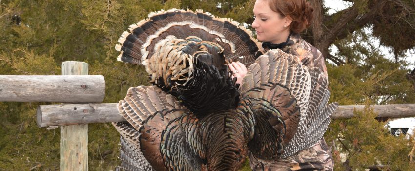 Judging a trophy wild turkey gobbler is difficult.