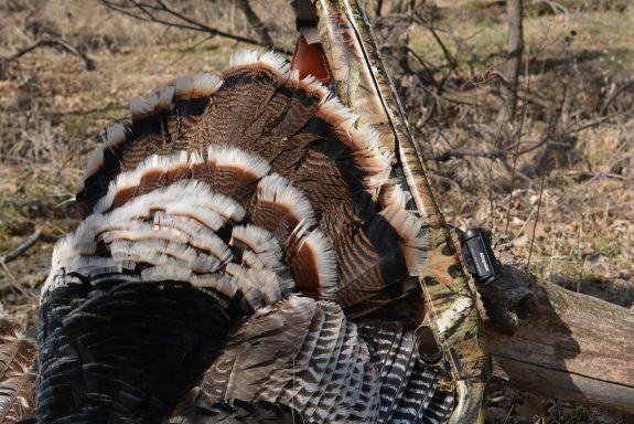 SD Turkey 2014 2 086