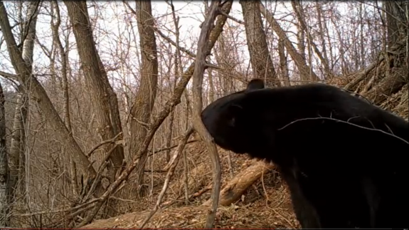 Screenshot 2017-03-03 05.18.38